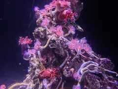 -新加坡海洋生态馆