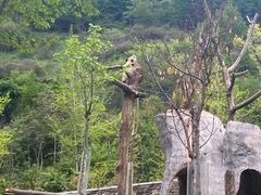 -卧龙中华大熊猫苑神树坪基地