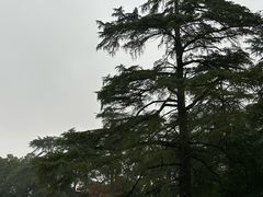 -西湖游船