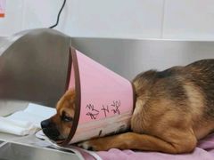 -派美特宠物医院·核磁CT·骨科肿瘤·疑难转诊(沈农禾丰店)