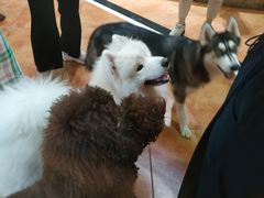 -more than meow吴止猫主题餐厅(承德 中船汇店)