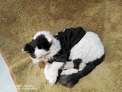 -more than meow吴止猫主题餐厅(承德 中船汇店)