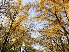 -三里屯东五街银杏大道