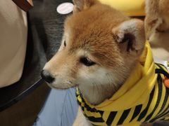 -逗柴咖啡屋·狗咖猫咖宠物桌游