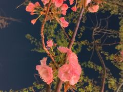 -壹号院音乐餐厅•烤全羊•新疆菜(浐灞店)