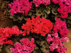 -石家庄市植物园