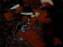 -星鸿社重庆老火锅