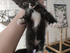 -平行世界·猫咖(首经贸店)
