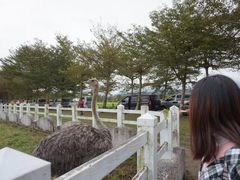 -瑞穗牧场