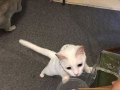 -猫色咖啡·猫咖