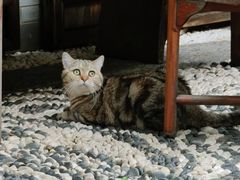 -喵屿·大理花园猫咖