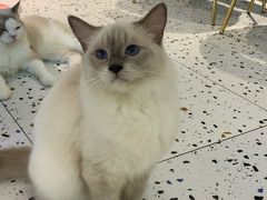 -喵喵咪呀布偶猫咖(春熙路店)