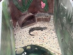 -上海大自然野生昆虫馆(东方明珠·爬宠昆虫探索中心)