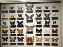 -上海昆虫博物馆