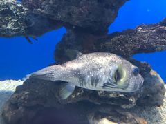 -烟台海昌鲸鲨海洋公园