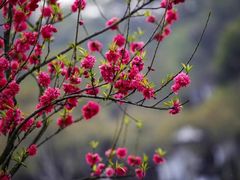 -北京国际鲜花港