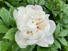 -花溪公园