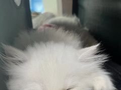 -爱侣宠医·鹦鹉专科·小型哺乳类·异宠专科(灵石路店)