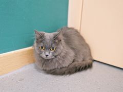 -飞行喵MR PILOT|猫舍·猫咖(静安大融城店)