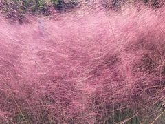 -昆山城市生态森林公园