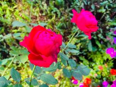 -白天鹅宾馆-健身中心