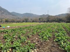 -八卦田遗址公园