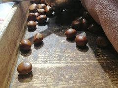 -傻二炒货龙虾(李沧旗舰店)