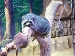 -正佳雨林生态植物园