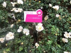 -人民公园(罗湖区)