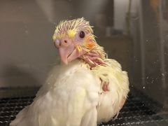 -雨林宠物医院 非犬猫异宠专科