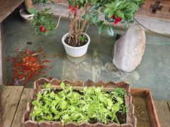 -祥源南门羊蝎子 涮肉(密云店)