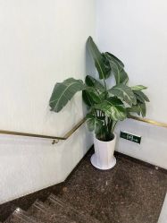 -YESIDO椰岛美容