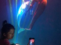 -芜湖新华联大白鲸海洋公园