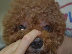 -芭比堂宠物医院·全科爱猫医院·仁德分院