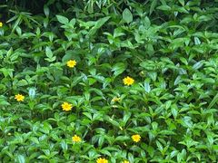-火炉山森林公园