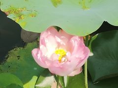 -陈家山荷花公园