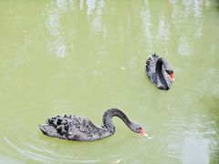 -长兴太湖图影湿地文化园