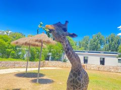 -北京野生动物园