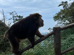 -峨眉山风景名胜区