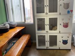 -东方名猫馆·英短金渐层布偶猫舍(环线广场1号楼店)