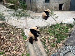 -都江堰中华大熊猫苑
