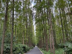 -东平国家森林公园