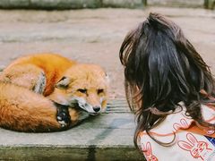 -宫城藏王狐狸村