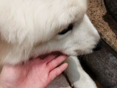 -more than meow吴止猫主题餐厅(承德 中船汇店)