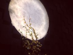 -月下料理(楷林IFC店)