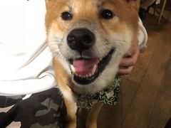 -萌喵咖啡屋(人民东路4号口M16商铺店)