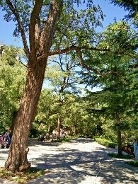 景点-北京鹫峰国家森林公园