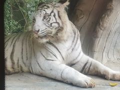 -北京野生动物园