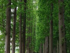 -黄海国家森林公园
