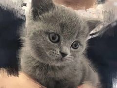 -东方名猫馆·英短金渐层布偶猫舍(环线广场1号楼店)